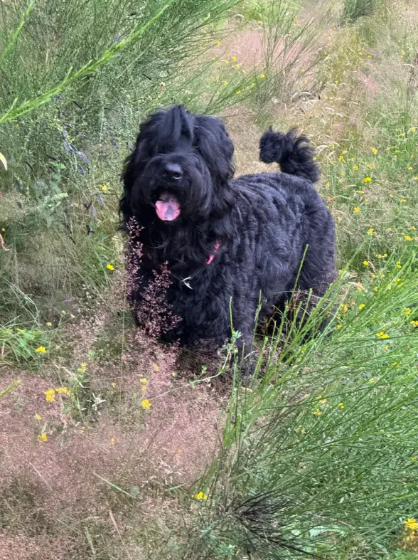 Schwarzer Terrier im Gras