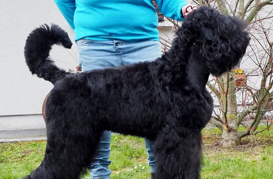 Hund stehend im Freien