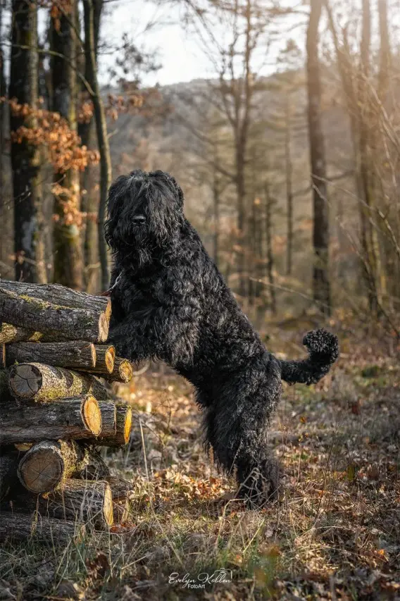 Hund im waldartigen Gelände