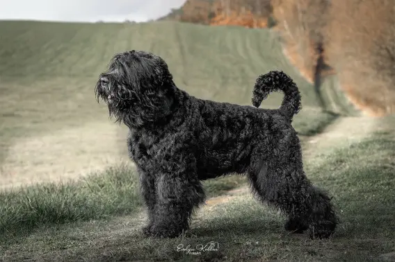Hund vor Wiese
