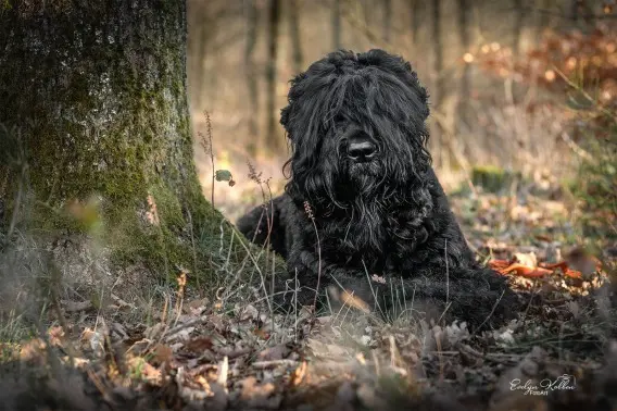 Hund im Wald liegend